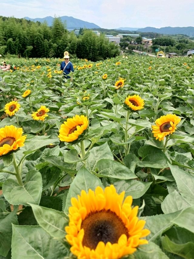 여름 꽂 축제 가이드