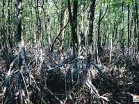 บ้านท่าระแนะ ป่าชายเลน จ.ตราด