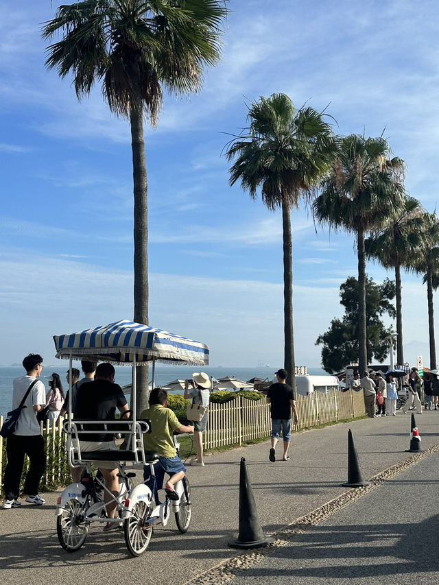 廈門環島路的椰林樹影
