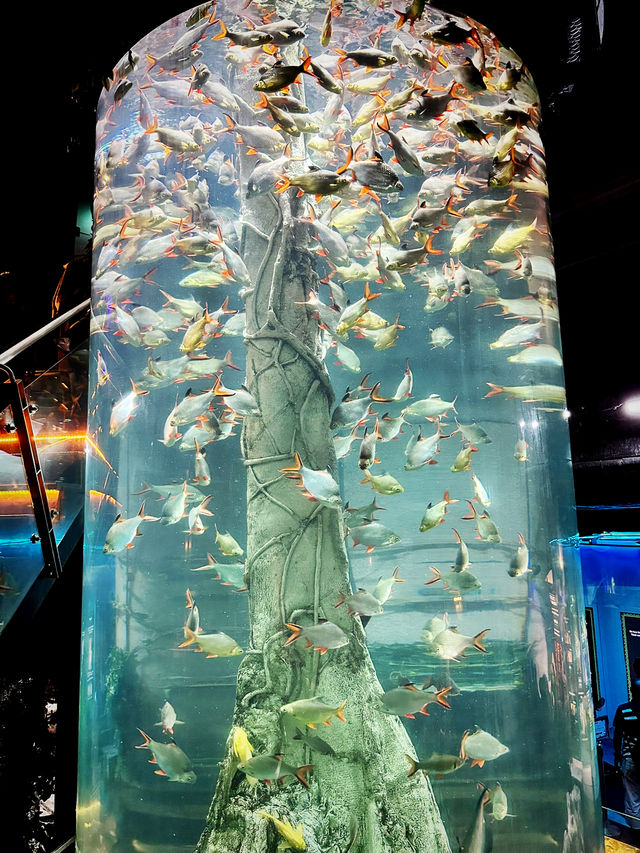 Tidal Marvels at The Coastal Zone, Aquaria KLCC