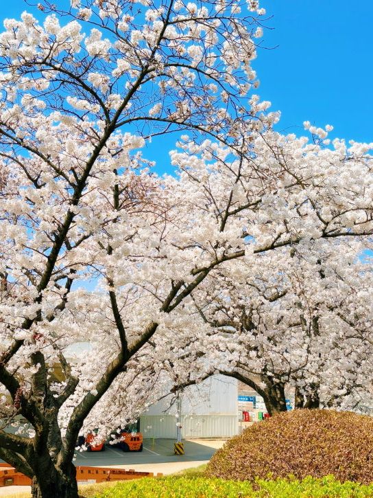 대중교통으로 갈 수 있는 인천의 벚꽃 명소