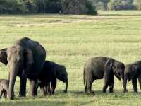 Habarana Elephant Safari