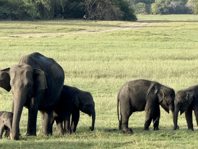 Habarana Elephant Safari