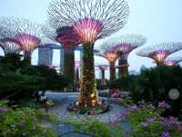 🌟 Supertree Grove – สิงคโปร์ 🌳✨