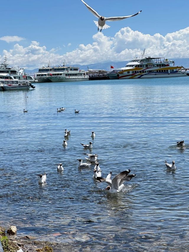 Where the Sky Sleeps in Water: Qinghai Lake Unveiled
