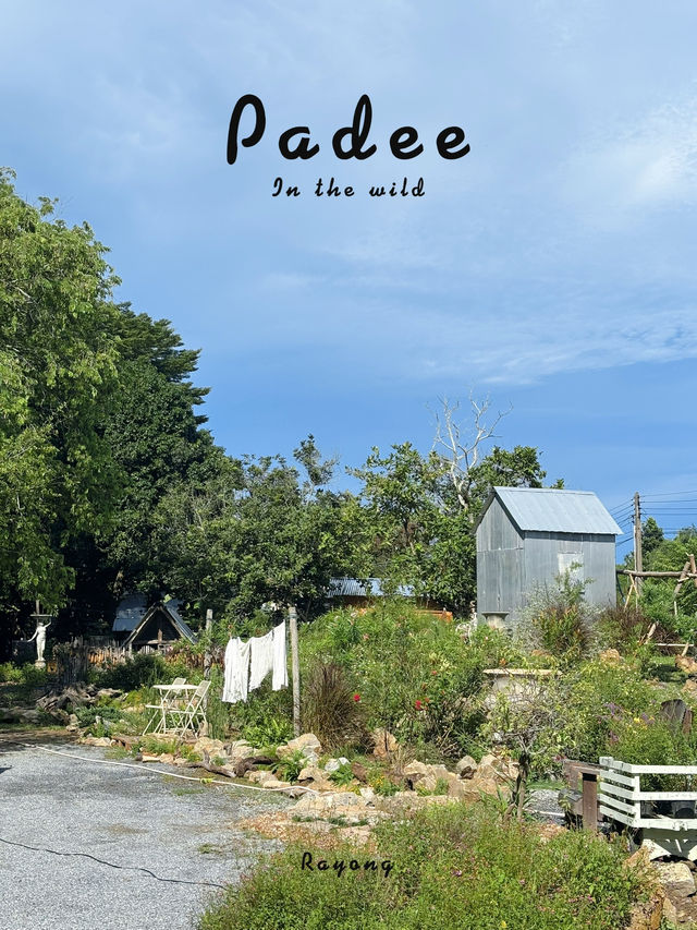 Padee in the wild (ปาฎี) ระยอง