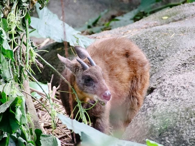 สวนสัตว์ไทเป Taipei Zoo 