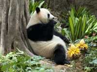 QUICK CHIMELONG GUANGZHOU + CITY TOUR!!!