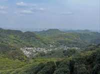 Tea Fields Forever: Wandering Through Long Jing Village