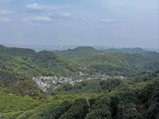 Tea Fields Forever: Wandering Through Long Jing Village