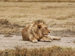 坦尚尼亞蜜月旅行_Safari獵遊