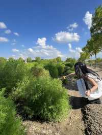Jiabei Country Park Travel Guide｜A Floral & Countryside Escape Near Shanghai