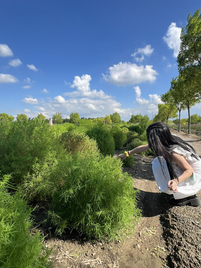 Jiabei Country Park Travel Guide｜A Floral & Countryside Escape Near Shanghai