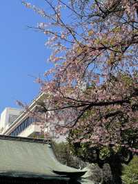Ueno park🌸