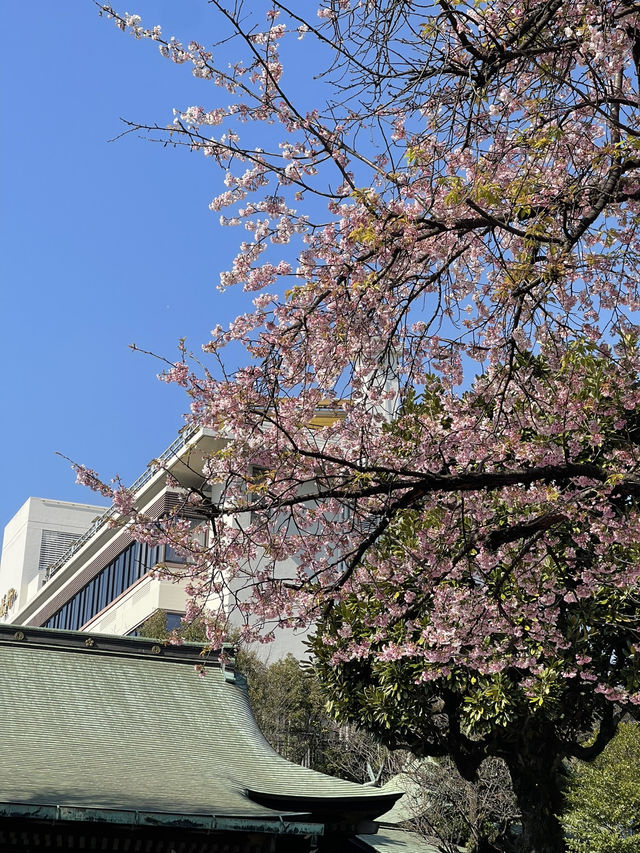 Ueno park🌸 Ueno park🌸