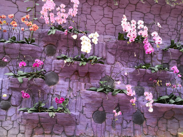 Floral Stair Illusion: How to Turn a Cameron Highlands Hill into Monet's Canvas and a Poet's Garden