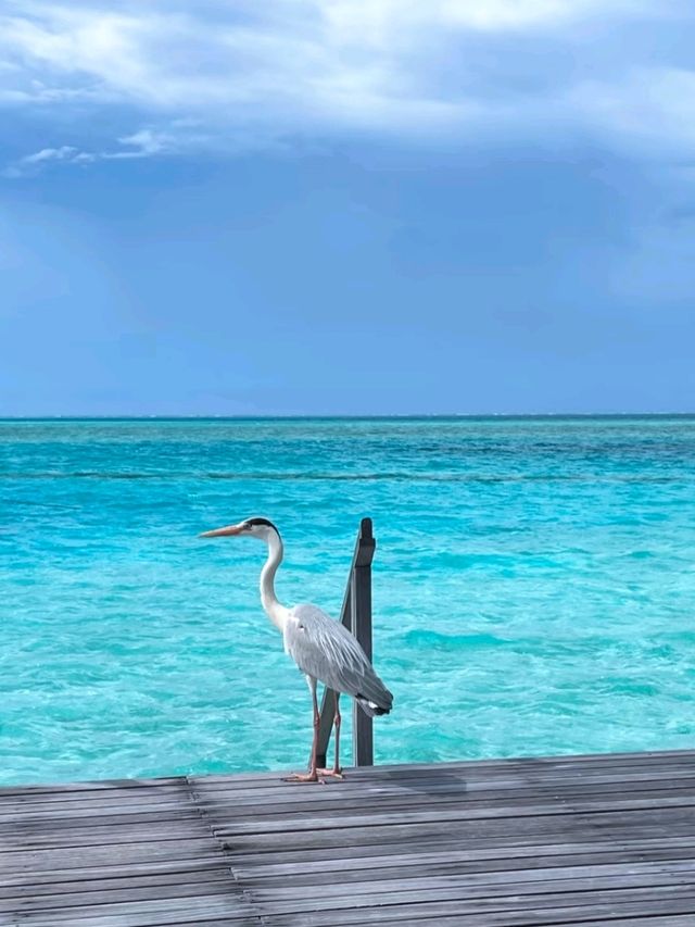 Maldives: A Dream of Turquoise Waters and White Sands