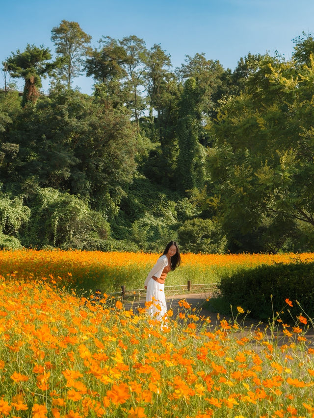 한강 따라 이어진 황화코스모스 🧡