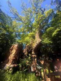 熱海｜隱身在樹林中來宮神社 繞神木一圈能延命一年傳說