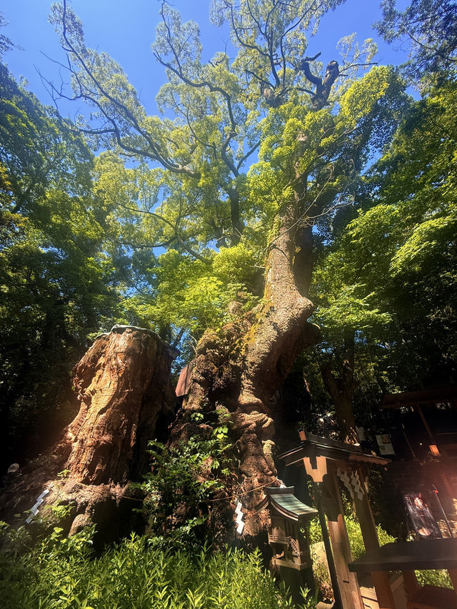 熱海｜隱身在樹林中來宮神社 繞神木一圈能延命一年傳說