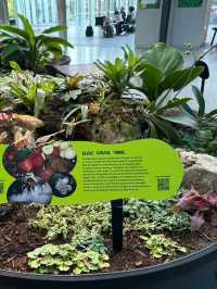My Stroll Through Royal Botanical Gardens Sydney