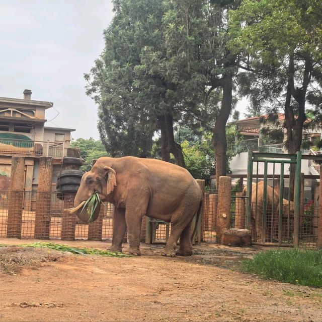 雲南昆明親子必去玩樂景點🏮昆明動物園