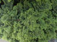 Dunedin Botanic Garden