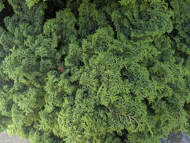 Dunedin Botanic Garden