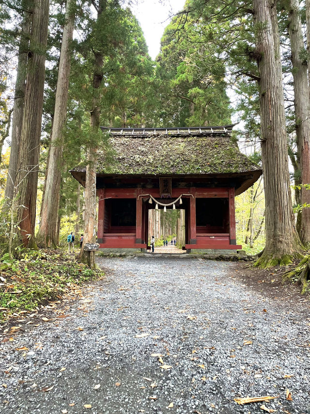 樹齢400年を超える杉並木 パワーを感じられずにはいられない 樹齢400年を超える杉並木 パワーを感じられずにはいられない