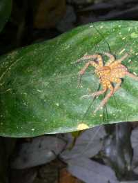 1StopBorneo Wildlife - Malaysia 