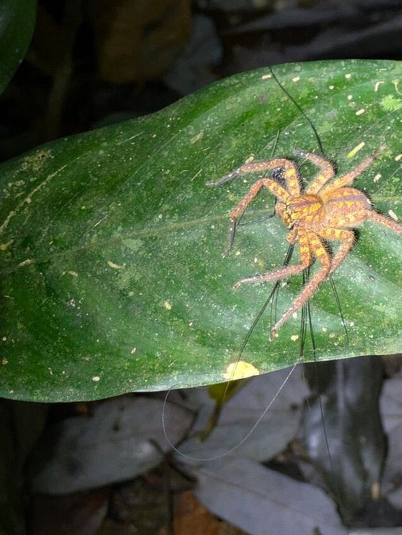 1StopBorneo Wildlife - Malaysia 