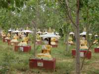Laykyun Sekkya Buddha