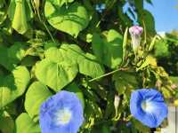 Claude Monet's House and Gardens - Giverny