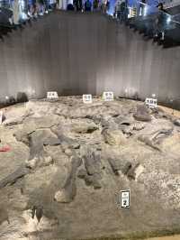 恐竜推しの街｜福井県立恐竜博物館