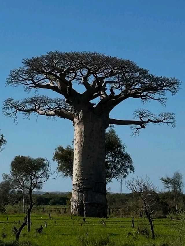 Walking Among Giants at the Avenue of the Baobabs