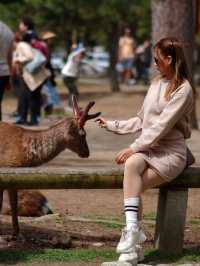 เลี้ยงกวางที่ 🦌 สวนสาธารณะนารา