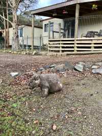 Best Friend Holiday Retreat：在 Tarra Valley 遇见最简单的快乐