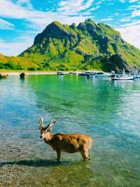 印尼🇮🇩科莫多島繽紛色彩