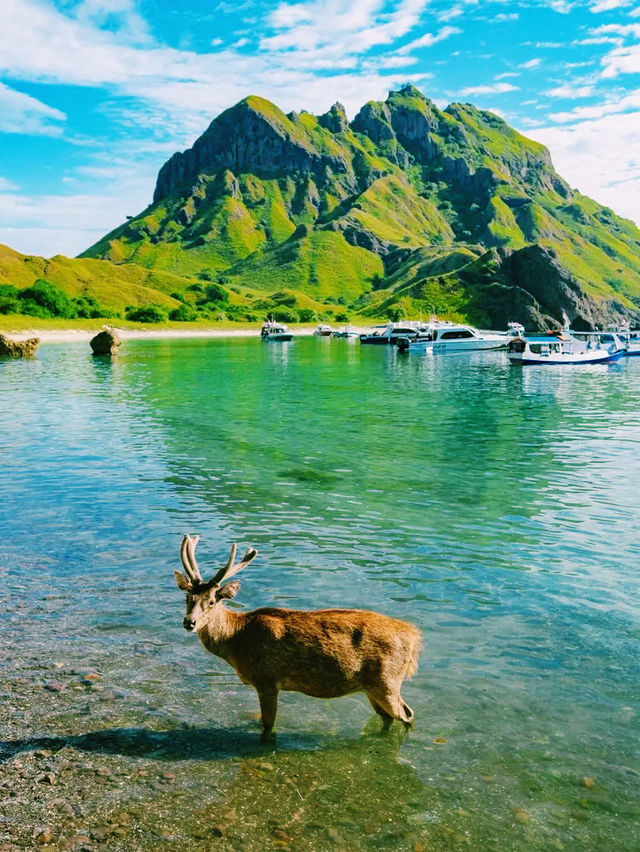 印尼🇮🇩科莫多島繽紛色彩