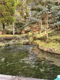 白川水源的清甜讓我懷疑人生——秋天喝到真正“活著的水”✨💧 ——舀湧泉倒進瓶子直接喝,乾淨到不科學;連用這裡的水做的醬油都香得太誇張