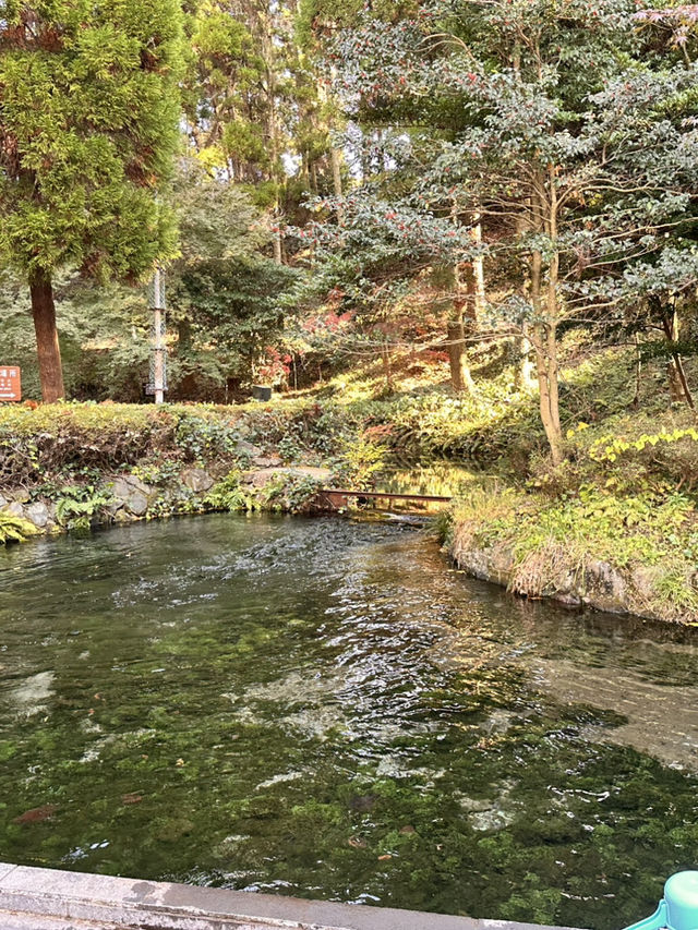 白川水源的清甜讓我懷疑人生——秋天喝到真正“活著的水”✨💧 ——舀湧泉倒進瓶子直接喝,乾淨到不科學;連用這裡的水做的醬油都香得太誇張 白川水源的清甜讓我懷疑人生——秋天喝到真正“活著的水”✨💧 ——舀湧泉倒進瓶子直接喝,乾淨到不科學;連用這裡的水做的醬油都香得太誇張