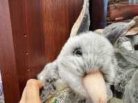 透明袋中的幸福甜點Haigh’s Chocolate攻略🔥 澳洲國民朱古力，入紐西蘭入境規則必看！