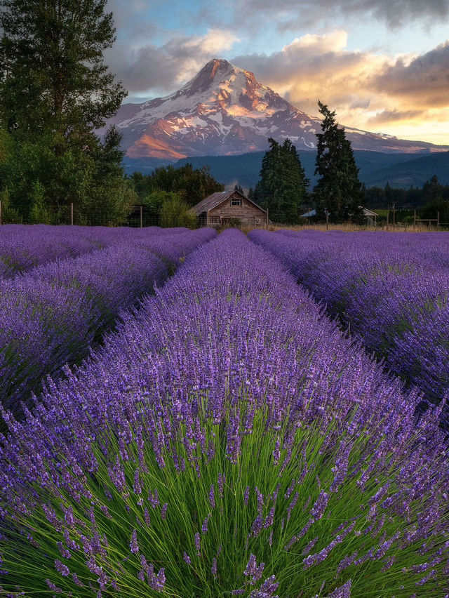 SWITZERLAND’S LAVENDER HILLS OF VALAIS — THE ALPINE PURPLE PARADISE SWITZERLAND’S LAVENDER HILLS OF VALAIS — THE ALPINE PURPLE PARADISE