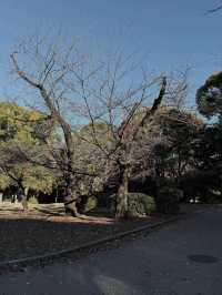 Tokyo’s Ueno Park: Autumn Feels & Family Vibes 🍁✨