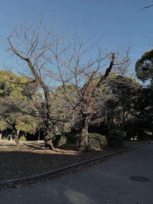 Tokyo’s Ueno Park: Autumn Feels & Family Vibes 🍁✨ Tokyo’s Ueno Park: Autumn Feels & Family Vibes 🍁✨
