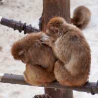 สวนสัตว์อาซาฮิยามะ asahiyama zoo