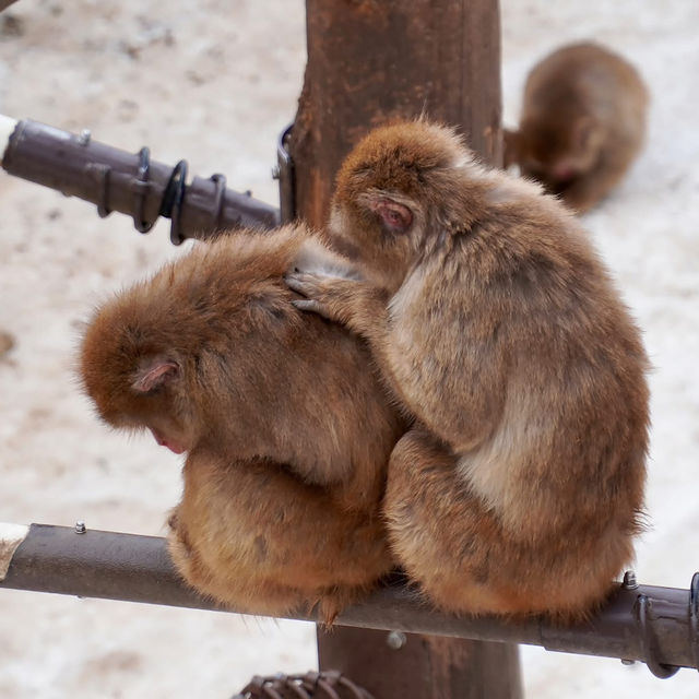สวนสัตว์อาซาฮิยามะ asahiyama zoo สวนสัตว์อาซาฮิยามะ asahiyama zoo