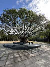 深圳秋日落羽松打卡|仙湖公園浪漫湖邊漫步🌲🍁