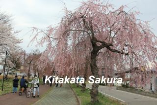 ซากุระพันธุ์ย้อยที่ Kitakata
