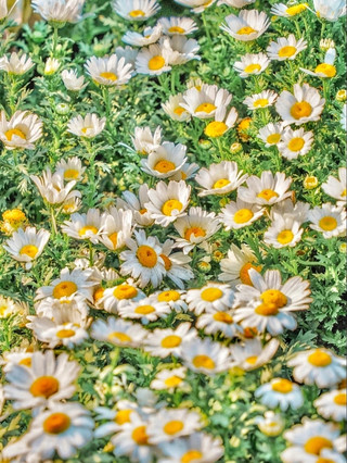 重慶的觀音橋成為春季花海拍照熱點